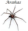 Aranas