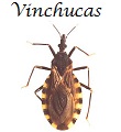Vinchuca