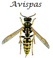 Avispas