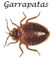 Garrapatas