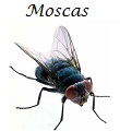 Moscas