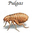 Pulgas
